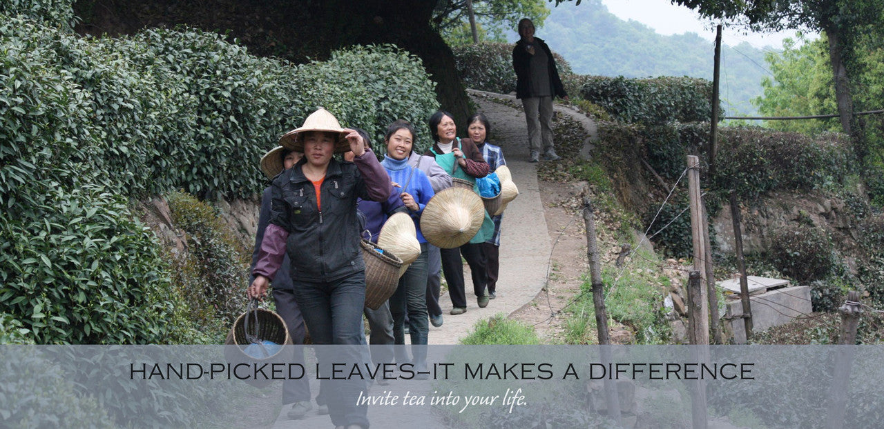 hand-picked teas–it makes a difference